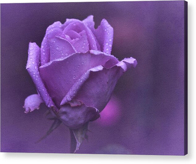 Purple Rose Acrylic Print featuring the photograph Lila Rose by Richard Cummings