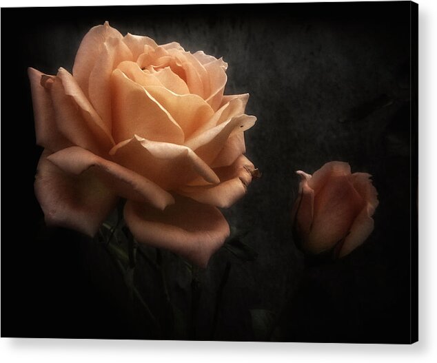 Rose Acrylic Print featuring the photograph Romantic November Rose by Richard Cummings