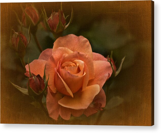 Rose Acrylic Print featuring the photograph Vintage Aug Rose by Richard Cummings