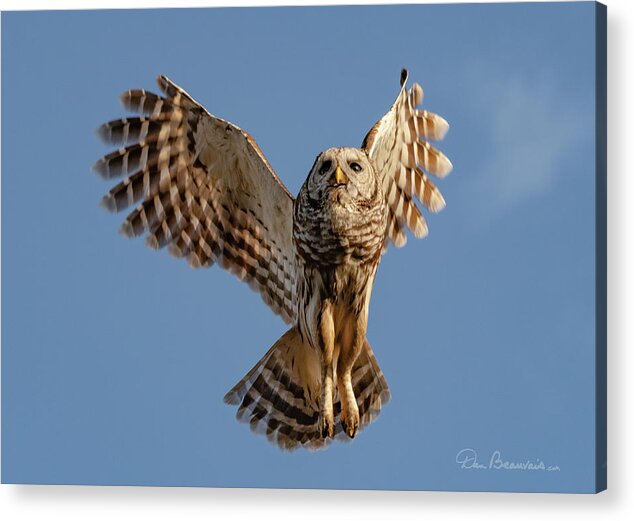 Owl Acrylic Print featuring the photograph Barred Owl in Flight 0130 by Dan Beauvais