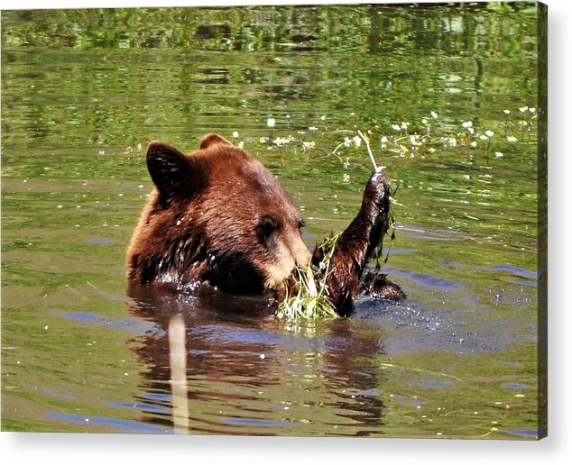 Black Bear Checking Out The Weeds In A Pond On The Bison Wildlife Refuge In Moise Mt Acrylic Print featuring the photograph Gettin' into the Weeds by Mike Helland