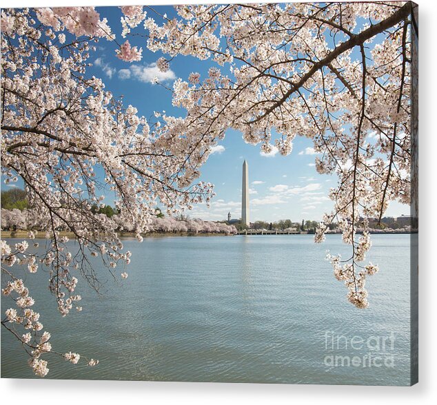 Cherry Blossom Festival Acrylic Print featuring the photograph Framed by cherry blossoms by Agnes Caruso