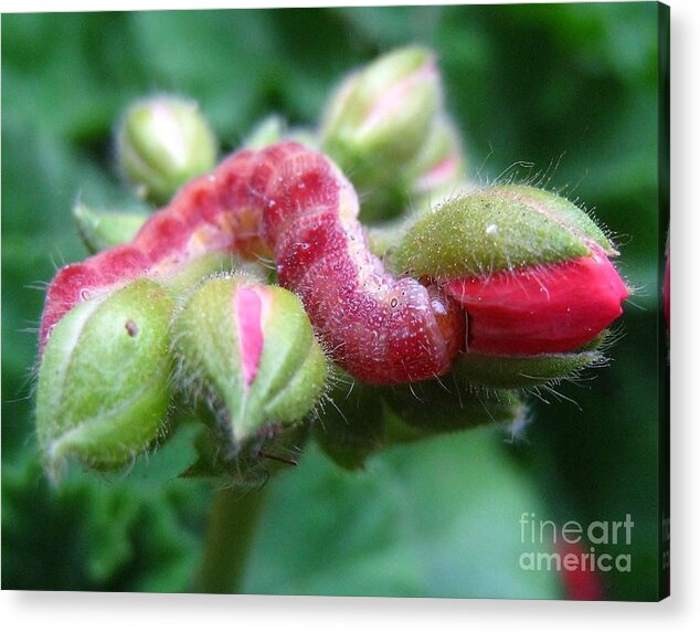 Caterpillars Acrylic Print featuring the photograph Red Bud Time by John King I I I
