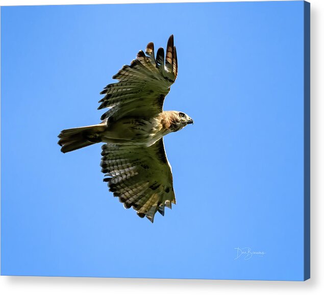 Hawk Acrylic Print featuring the photograph Red-tailed Hawk #8753 by Dan Beauvais