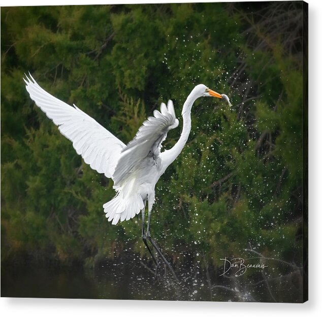 Egret Acrylic Print featuring the photograph Great Egret with Fish #9212 by Dan Beauvais