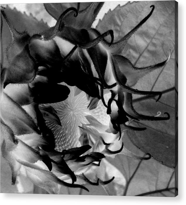 Sunflower Acrylic Print featuring the digital art The Open by Sian Lindemann
