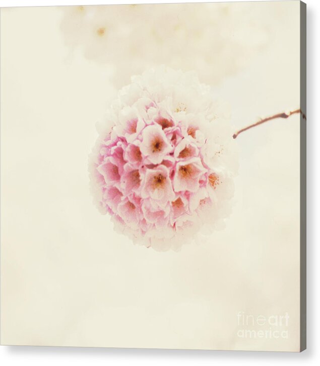 Sakura Acrylic Print featuring the photograph Sakura #1 by Starfish Media