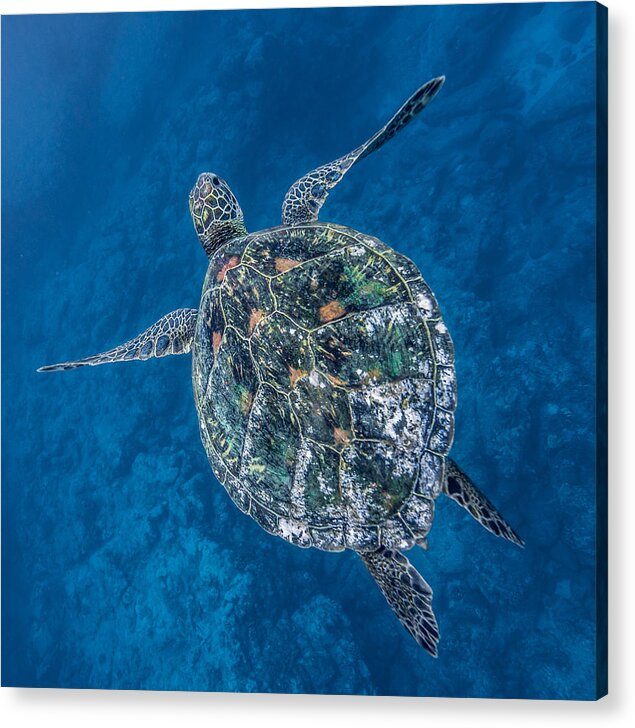 Hawaiian Sea Turtle Acrylic Print featuring the photograph Deep Blue Square by Leonardo Dale