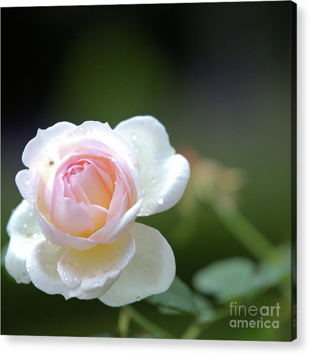 Rose Acrylic Print featuring the photograph White rose by Agnes Caruso