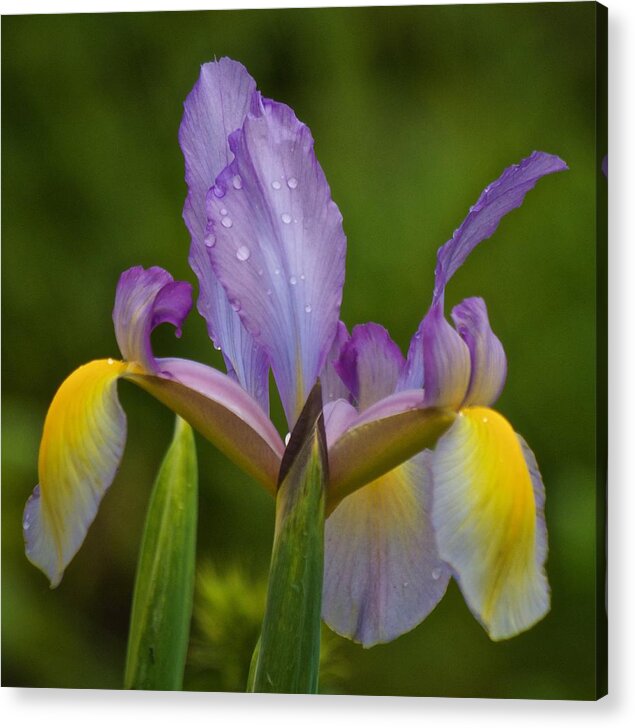 Iris Acrylic Print featuring the photograph A Touch of Yellow by Richard Cummings
