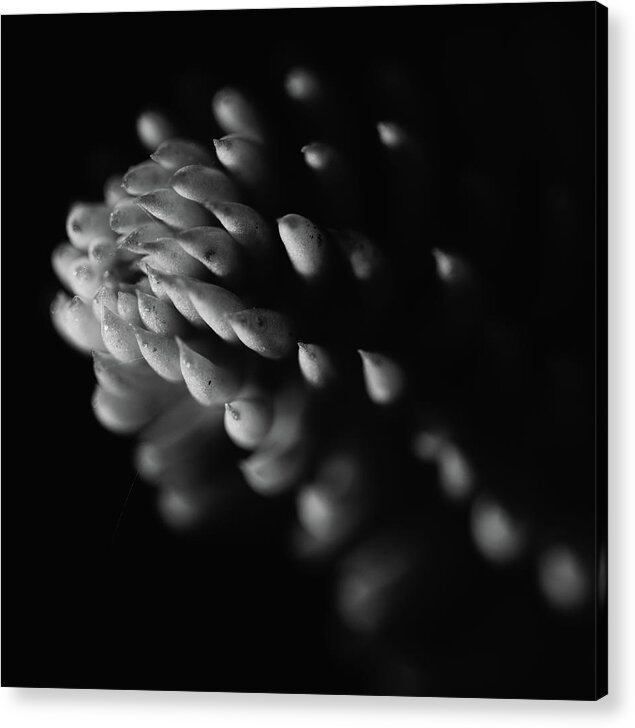 Macro Acrylic Print featuring the photograph Nature Beauty by Martin Vorel Minimalist Photography