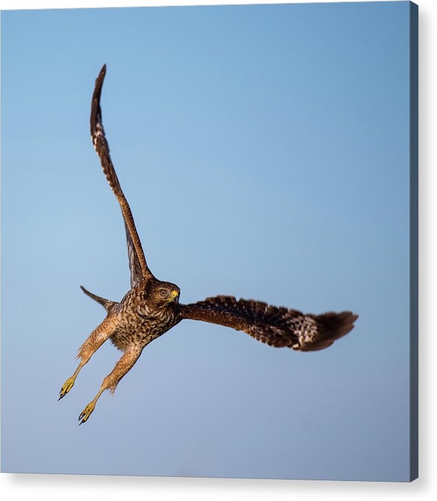 Animal Acrylic Print featuring the photograph Swainson's Hawk flying by Mike Fusaro