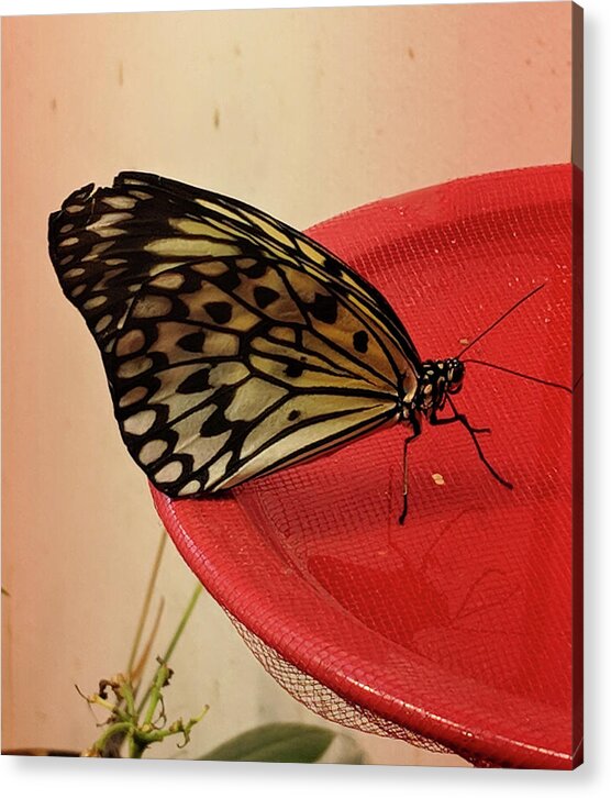 Butterfly Acrylic Print featuring the photograph Torn Butterfly by Portia Olaughlin