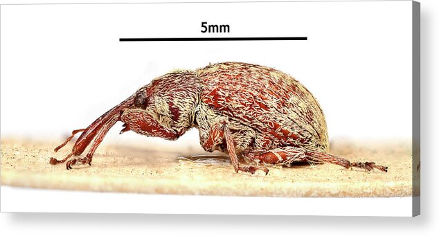 Agricultural Pest Acrylic Print featuring the photograph Cotton Boll Weevil #1 by Natural History Museum, London