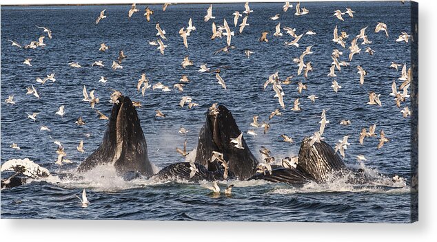 Feb0514 Acrylic Print featuring the photograph Humpback Whales Feeding With Gulls #1 by Flip Nicklin