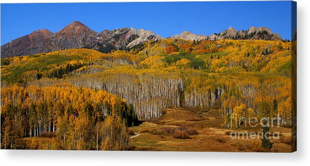 Kebler Pass Acrylic Print featuring the photograph Kebler Color Show #3 by Kelly Black