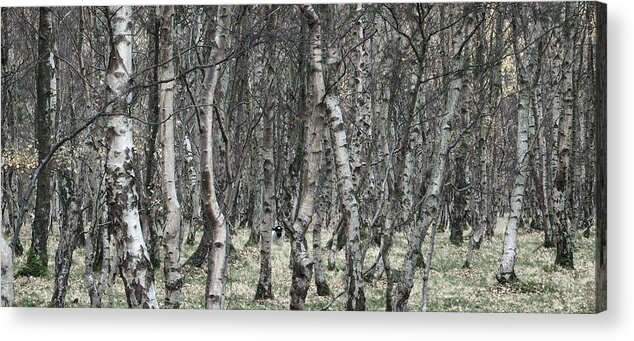 Birch Acrylic Print featuring the photograph Birch and sheep Lawrence Field by Jerry Daniel