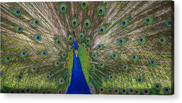 New Jersey Acrylic Print featuring the photograph Bird is the Word by Kristopher Schoenleber