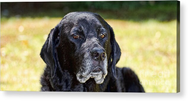 Black Acrylic Print featuring the photograph Black lab - panoramic format by Les Palenik