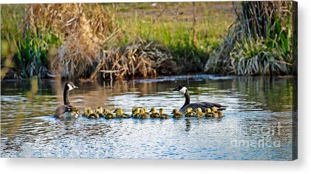 Branta Canadensis Acrylic Print featuring the photograph Cheaper By The Dozen by Robert Bales