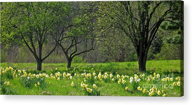 Spring Acrylic Print featuring the photograph Daffodil Meadow by Ann Horn