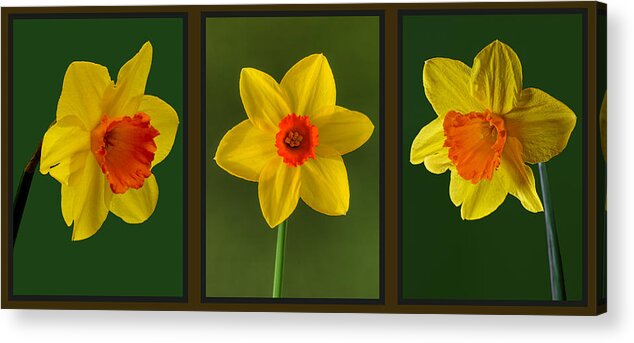 Daffodil Triptych Acrylic Print featuring the photograph Daffodil Triptych by Pete Hemington
