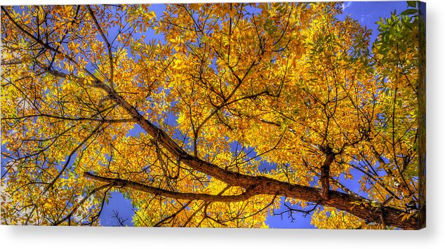 Tree Acrylic Print featuring the photograph Fall Color Canopy 12161 by Jerry Sodorff