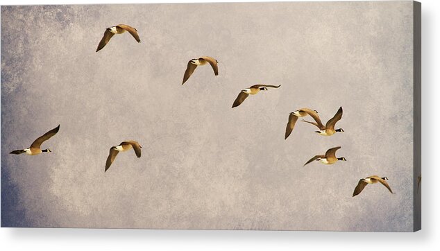 Canada Geese Acrylic Print featuring the photograph Follow the Leader by James BO Insogna