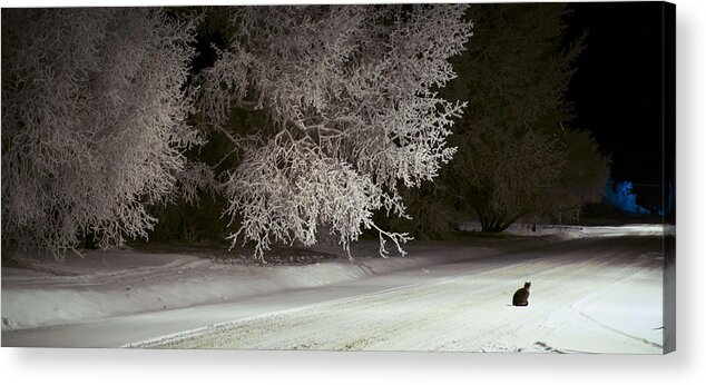 Cat Acrylic Print featuring the photograph Frosty Feline by Ellery Russell