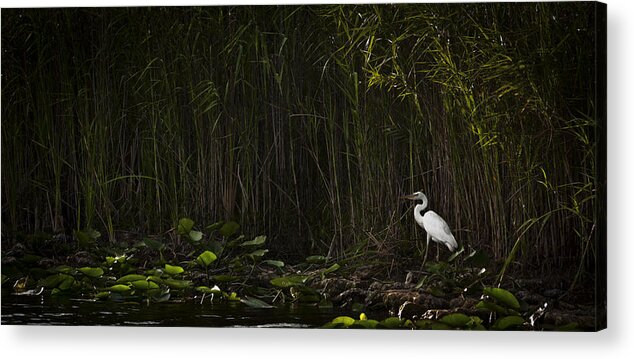 Florida Acrylic Print featuring the photograph Heron In Grass by Bradley R Youngberg