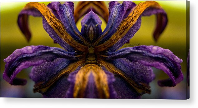 Hyacinth Flower Acrylic Print featuring the photograph Hyacinth Queen by WB Johnston