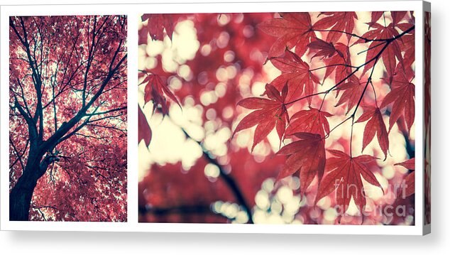 Autumn Acrylic Print featuring the photograph Japanese Maple Collage by Hannes Cmarits