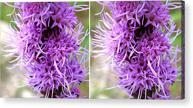 Duane Mccullough Acrylic Print featuring the photograph Liatris Flowers in Stereo by Duane McCullough