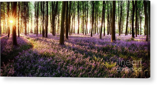 Flower Acrylic Print featuring the photograph Long shadows in bluebell woods by Simon Bratt