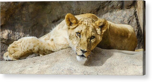 Denver Acrylic Print featuring the photograph Looking for Love by Harry Strharsky