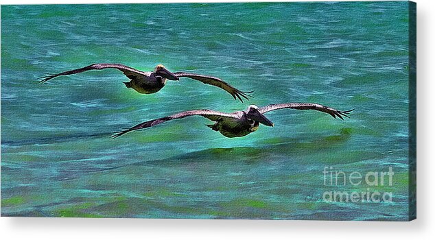 Pelicans Acrylic Print featuring the photograph Low Riders by Clare VanderVeen
