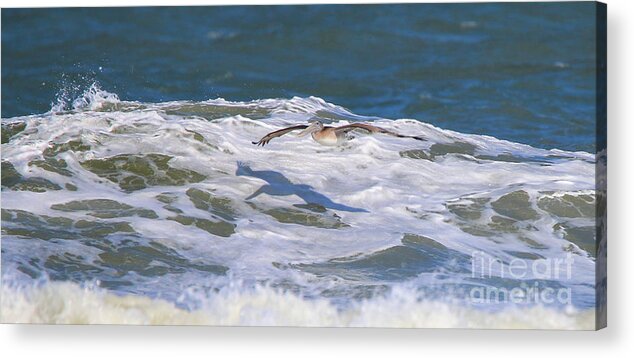 Pelicans Acrylic Print featuring the photograph Pelican over Surf 3710 by Jack Schultz