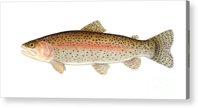 Rainbow Trout Acrylic Print featuring the photograph Rainbow Trout by Carlyn Iverson