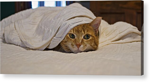 Feline Acrylic Print featuring the photograph Sneezy by Michael Whitaker
