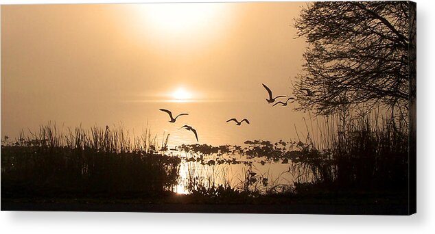 Nature Acrylic Print featuring the photograph Taking Flight by Peggy Urban