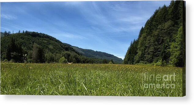 Meadow Acrylic Print featuring the photograph The First Days of Summer by Belinda Greb
