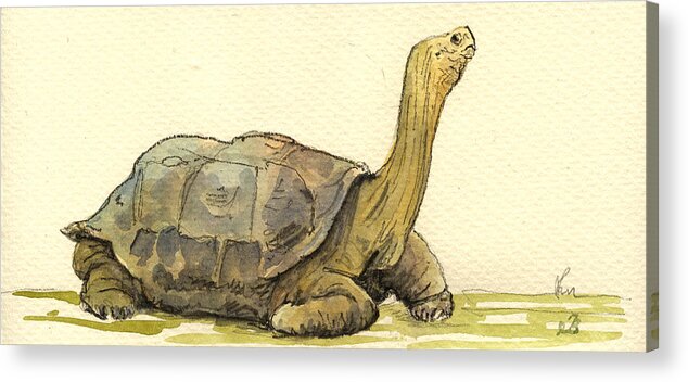 Turtle Acrylic Print featuring the painting Turtle galapagos by Juan Bosco
