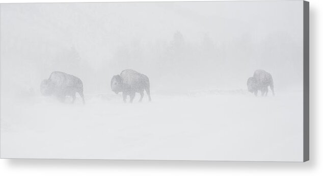 Whiteout Acrylic Print featuring the photograph Whiteout by Sandy Sisti