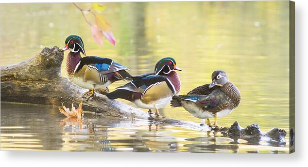 Wood-duck Acrylic Print featuring the photograph Wood-ducks panorama by Mircea Costina Photography