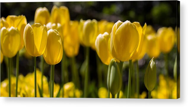 Cheekwood Acrylic Print featuring the photograph Yellow Tulips on Parade by Paula Ponath