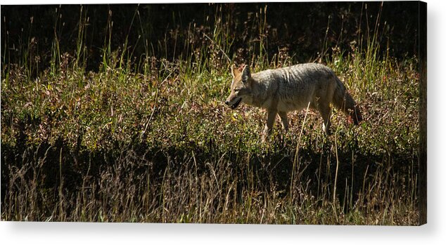 Yellowstone National Park Coyote Acrylic Print featuring the photograph Yellowstone Coyote by Roger Mullenhour