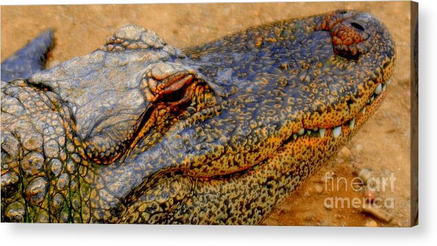 Gator Acrylic Print featuring the photograph Gator #1 by Patrick Short