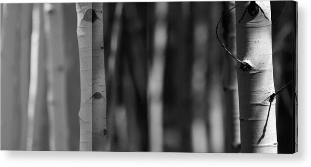 Forest Acrylic Print featuring the photograph A Way Out by Mark Ross