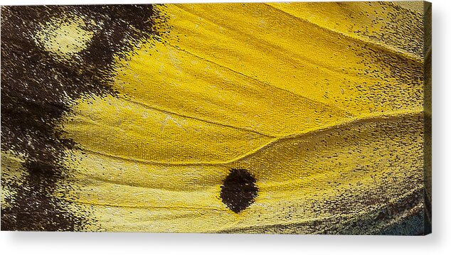 Yellow Acrylic Print featuring the photograph Butterfly by Rick Hartigan