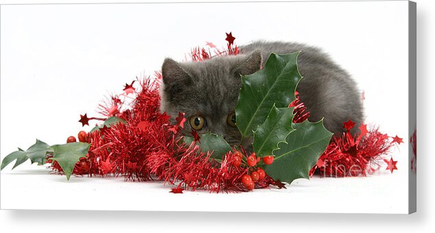 Animal Acrylic Print featuring the photograph Christmas Kitten by Mark Taylor